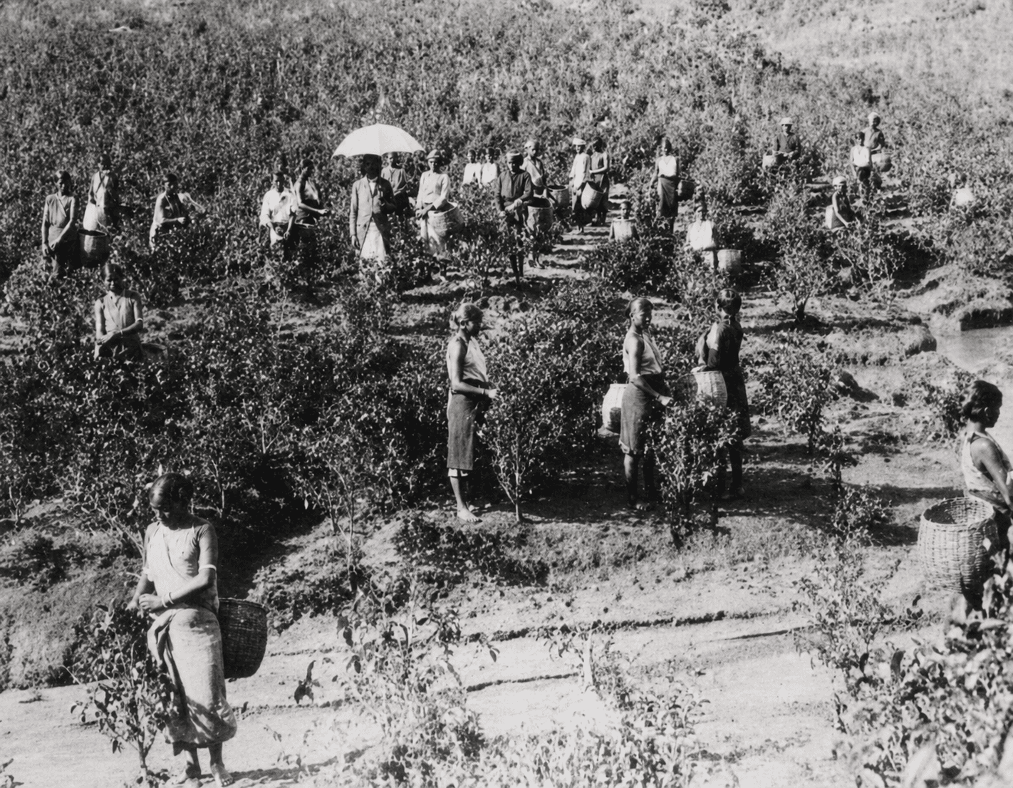 Coffee Blight of Ceylon: Crisis That Created Tea