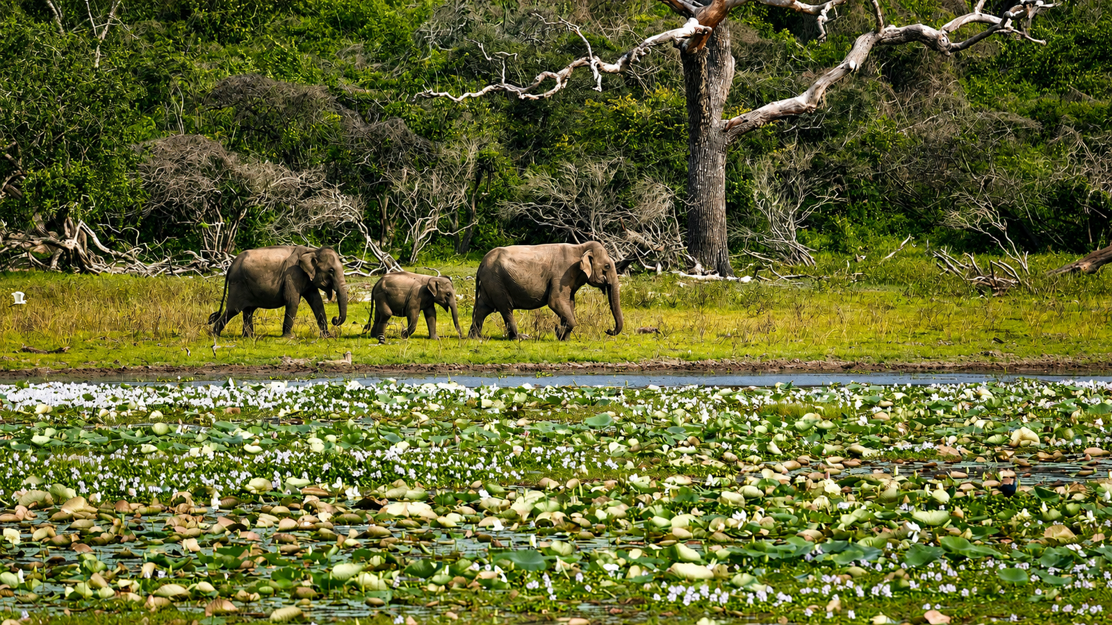 Sir Christopher Ondaatje: Yala and the Leopard Legacy